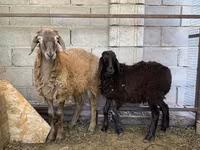 Carnero, Small-tailed Han sheep — foto 2