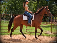 Yegua, Standardbred — foto 1