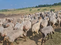 Sheep, Sheep — photo 1