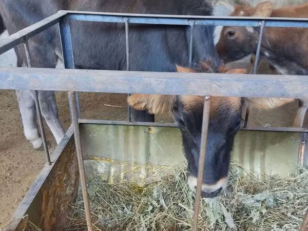 Cow, Cattle