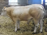 Buğa, Blonde d’Aquitane cattle — foto 2
