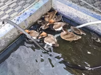 Ducks — photo 1