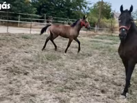 Klisna, Lipizzaner — foto 8