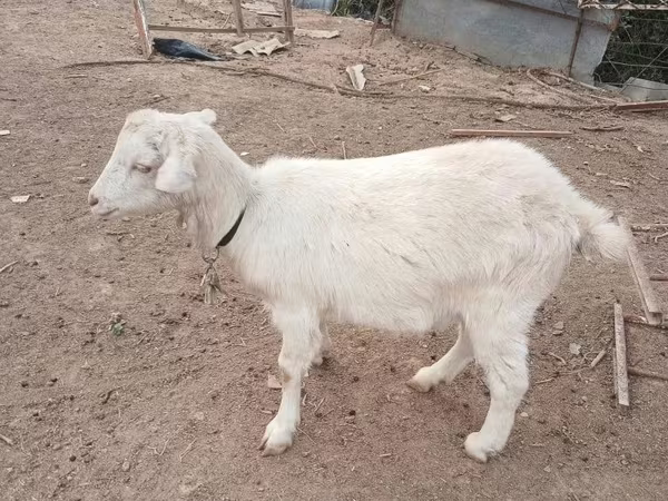Koza, Saanen goat
