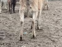 Koza, Saanen goat — foto 4