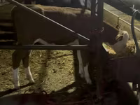 Buğa, Simmental cattle — foto 2