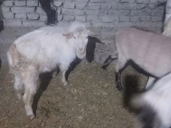 Kozioł, Saanen goat