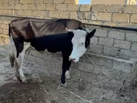 गाय, लाल-धब्बेदार नस्ल — फ़ोटो 3