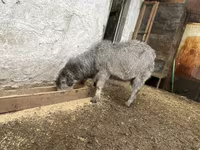 Kozel, Alpine goat — foto 4