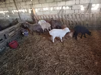 Sheep (batch, sex not specified), Sheep — photo 1