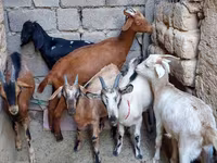 Koza, Alpine goat — zdjęcie 4