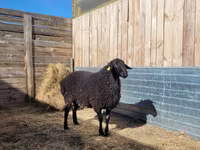 Widder, Hissar sheep — Foto 1