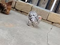 Chickens — photo 6