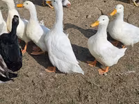 German Pekin — photo 1