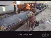 Cow, Simmental cattle — photo 2