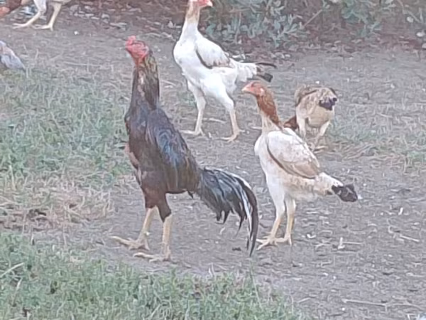 Shamo chickens — Azerbaijan
