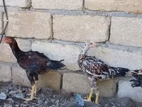 Chickens — foto 1