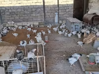 Chickens — foto 2