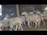 Sheep, Sheep — photo 1