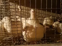 Quails — الصورة 7