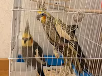 Nimfa (Cockatiel) cütü və qəfəs dəsti Məhsulun təsviri: - İki ədəd — foto 4