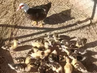 Ducks — zdjęcie 2