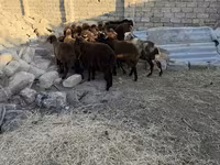 Qoç, Qoyunlar — foto 1