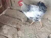 Chickens — الصورة 3