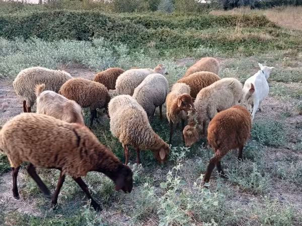 Qoyun, Qoyunlar — Azərbaycan