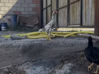 Shamo chickens — foto 4