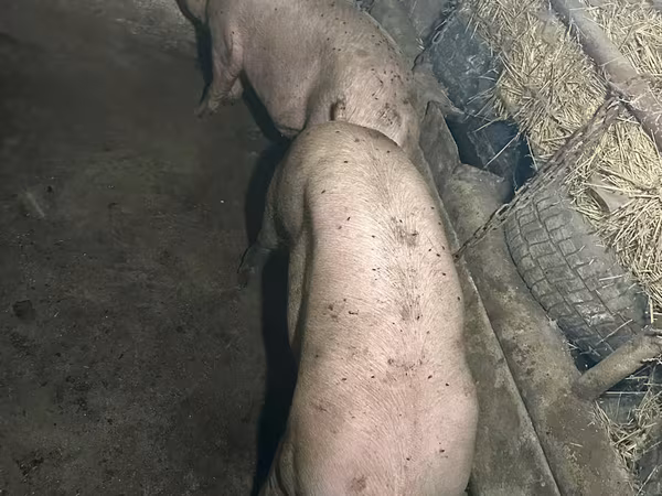公猪, Pigs