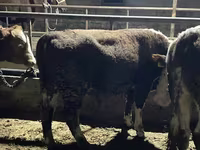 Bull, Latvian Blue cattle — photo 4