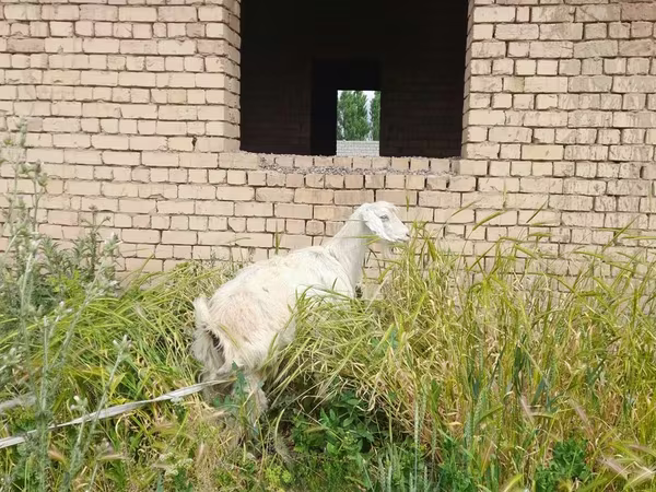 Cabra, Cabras