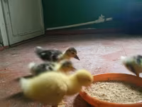Ducks — photo 4