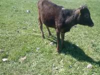 Bull, Cattle — photo 2