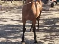 Horse (M), Horses — photo 2