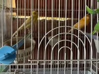 Cut bulbul satilir. Saglam quslardi. Qefesle birlikde 120azn. Qefessiz — الصورة 1