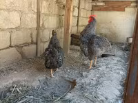 Slovenian Barred Hen — foto 3