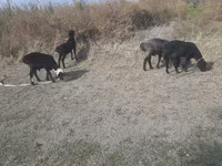 Bode, Cabras — foto 1