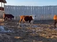 İnək, Yaroslavl cattle — foto 6