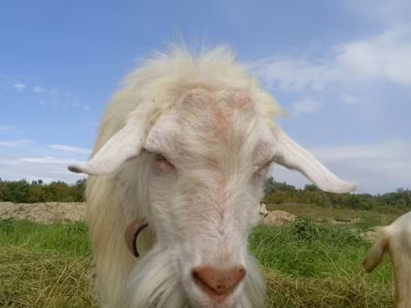 Keçi, Saanen goat