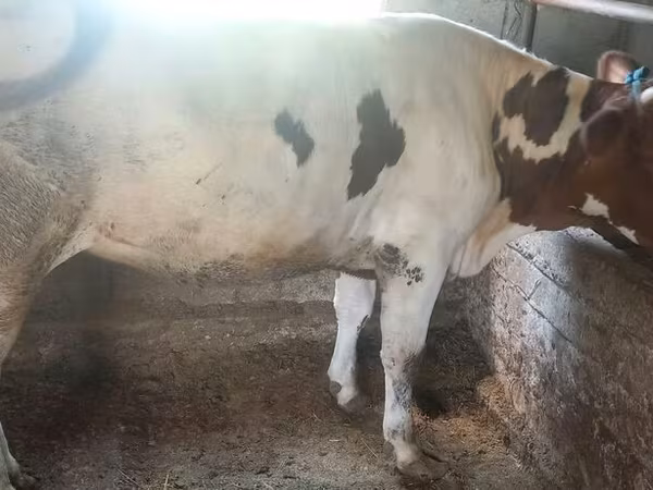 Cow, Cattle