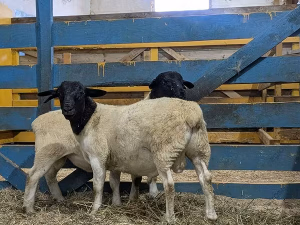 Qoç, Suffolk sheep