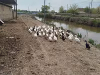 Ducks — الصورة 1