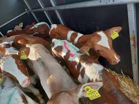 Buğa, Simmental cattle — foto 3