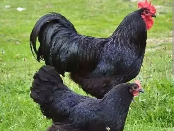 Australorp