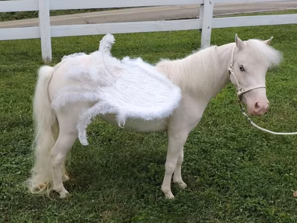 Madyan, Miniature horse
