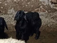 母羊, Sheep — 照片 2