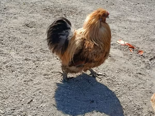 Chickens — Azərbaycan