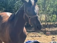 Stute, Nonius horse — Foto 5
